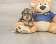 5 week old Mini Schnoodle Puppy For Sale - Premier Pups