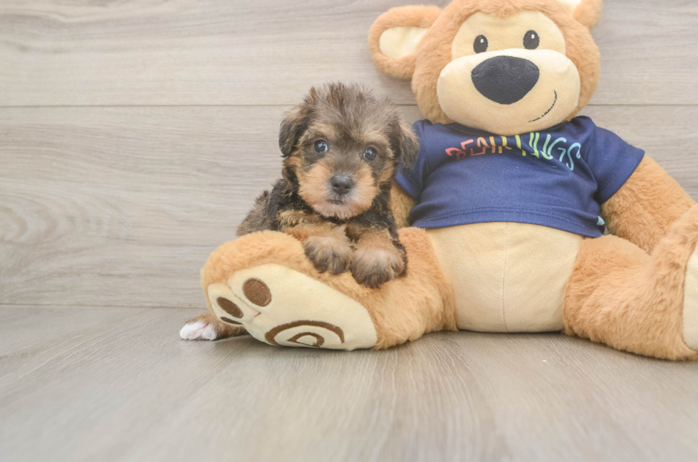 5 week old Mini Schnoodle Puppy For Sale - Premier Pups