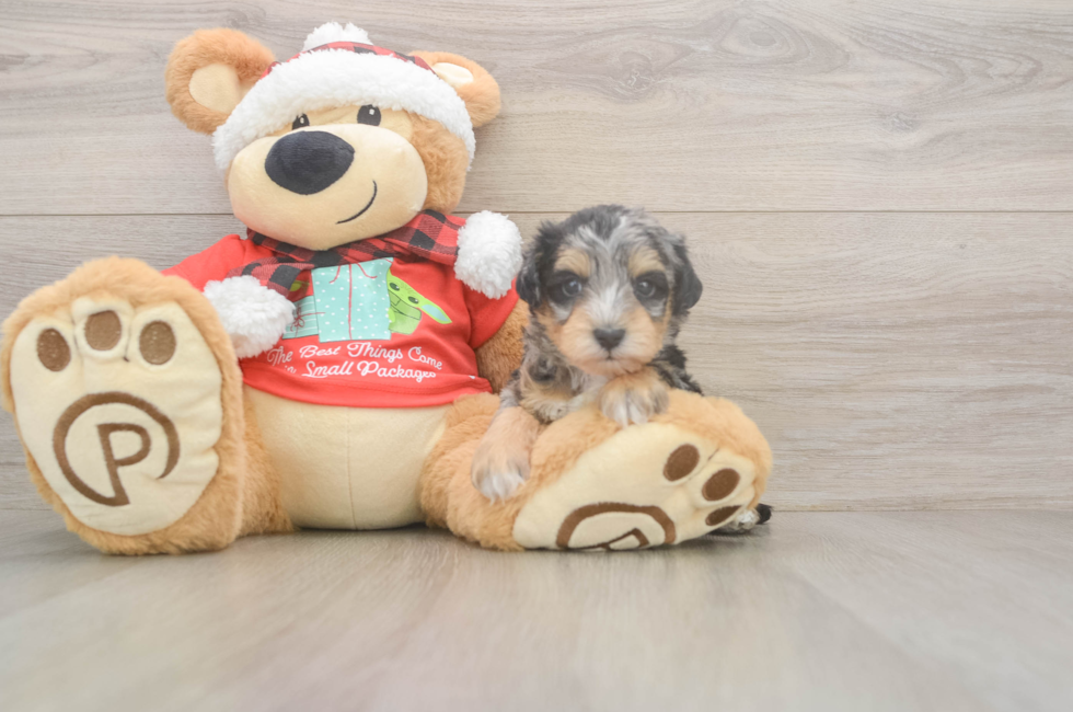 5 week old Mini Schnoodle Puppy For Sale - Premier Pups