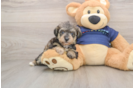 Best Mini Schnoodle Baby