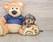5 week old Mini Schnoodle Puppy For Sale - Premier Pups