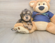 5 week old Mini Schnoodle Puppy For Sale - Premier Pups