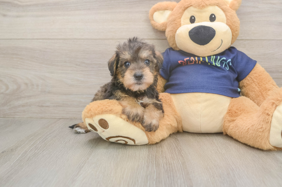 5 week old Mini Schnoodle Puppy For Sale - Premier Pups