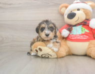 5 week old Mini Schnoodle Puppy For Sale - Premier Pups