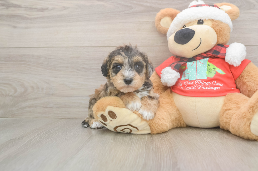 5 week old Mini Schnoodle Puppy For Sale - Premier Pups