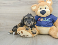 6 week old Mini Schnoodle Puppy For Sale - Premier Pups