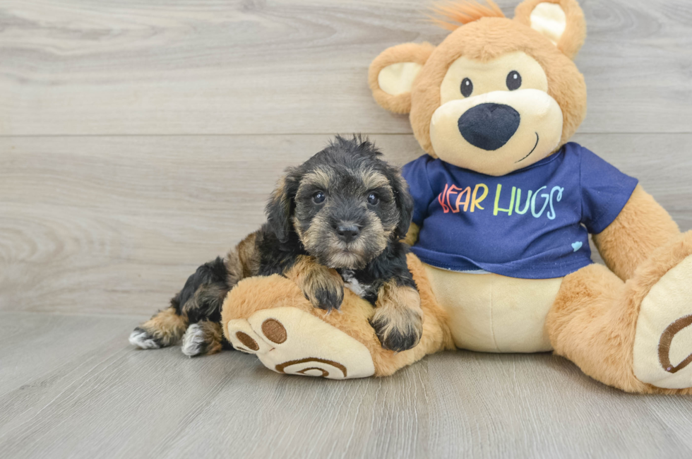 6 week old Mini Schnoodle Puppy For Sale - Premier Pups