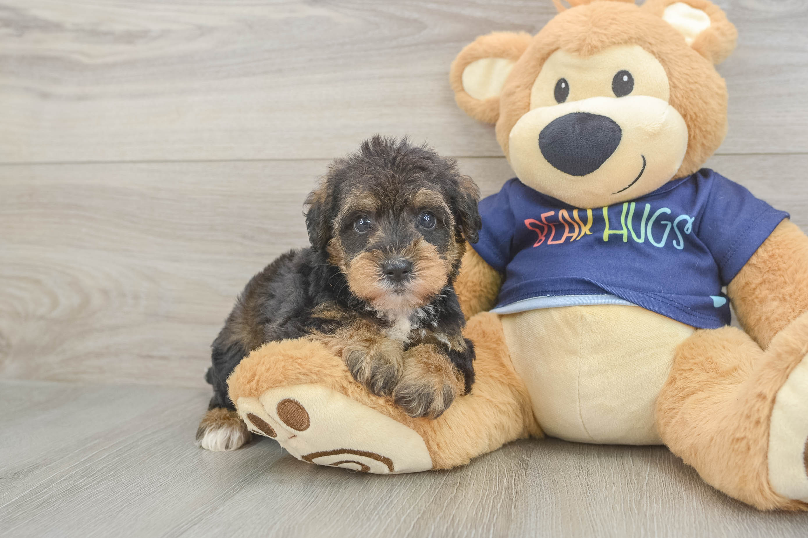 Cute Mini Schnoodle Baby