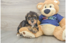 Cute Mini Schnoodle Baby