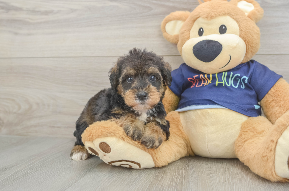 5 week old Mini Schnoodle Puppy For Sale - Premier Pups