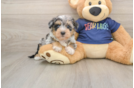 Cute Mini Schnoodle Baby