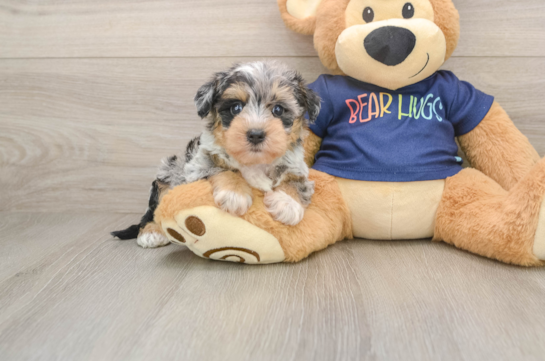 Cute Mini Schnoodle Baby