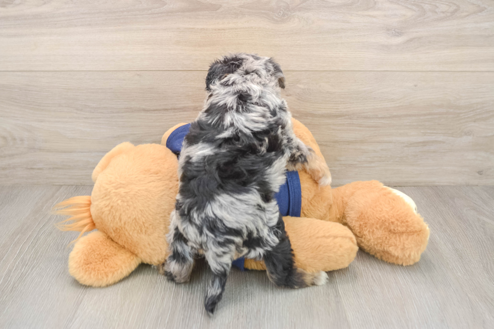 Mini Schnoodle Pup Being Cute