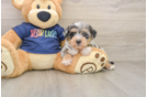 Mini Schnoodle Pup Being Cute