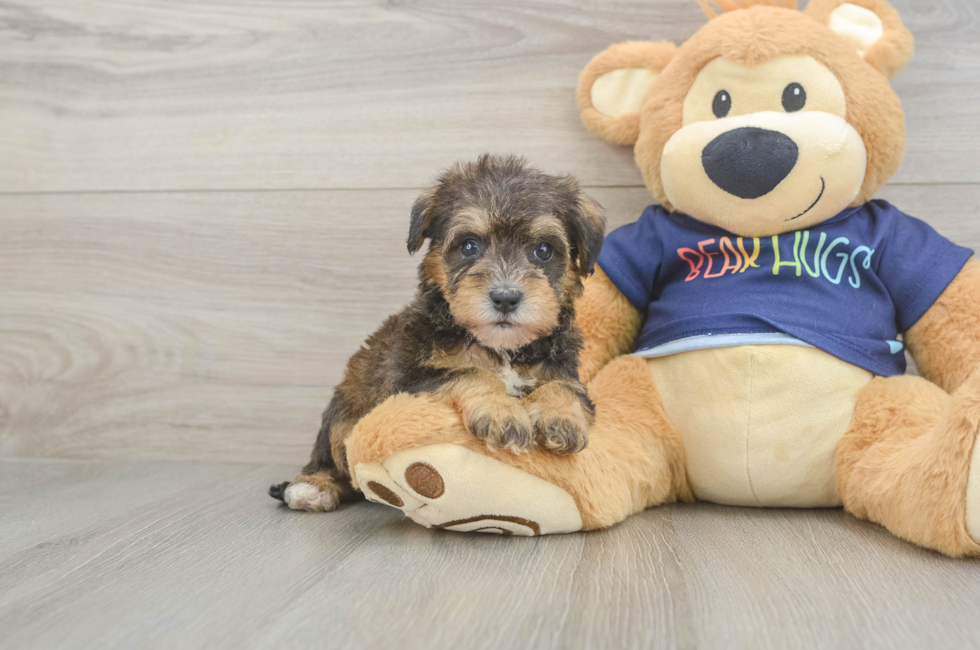 5 week old Mini Schnoodle Puppy For Sale - Premier Pups
