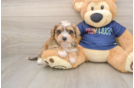 Mini Schnoodle Pup Being Cute