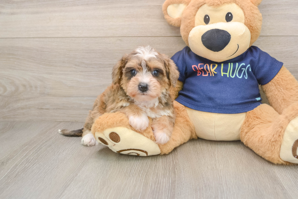 Mini Schnoodle Pup Being Cute