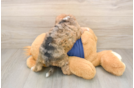 Cute Schnauzer Doodle Poodle Mix Puppy