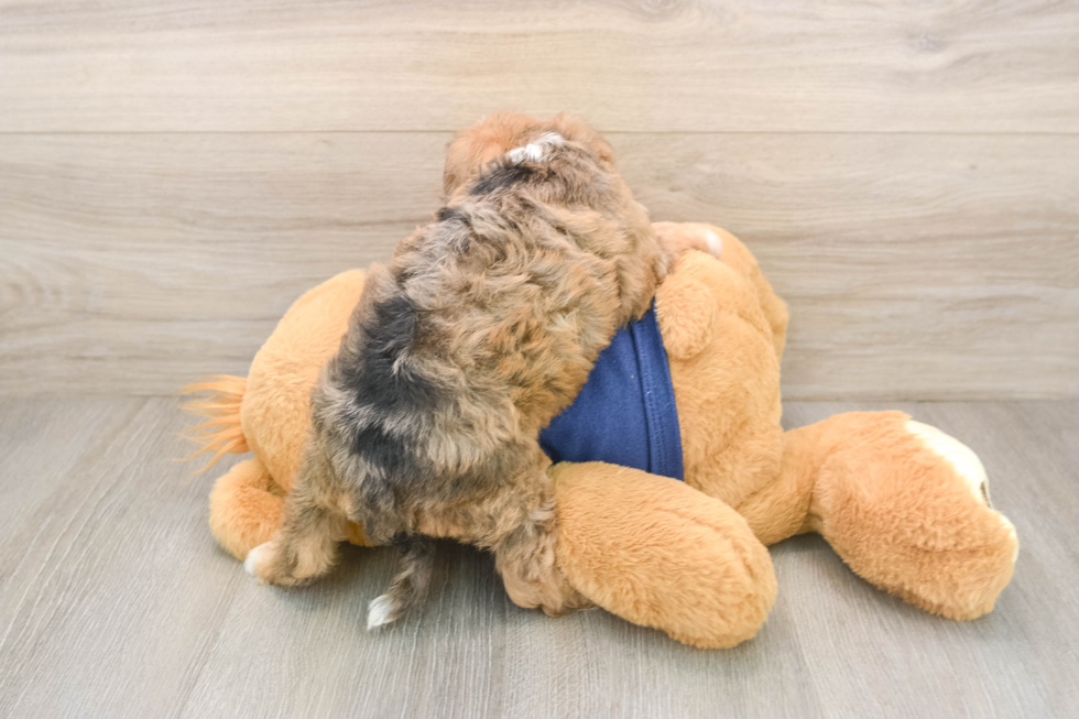 Cute Schnauzer Doodle Poodle Mix Puppy