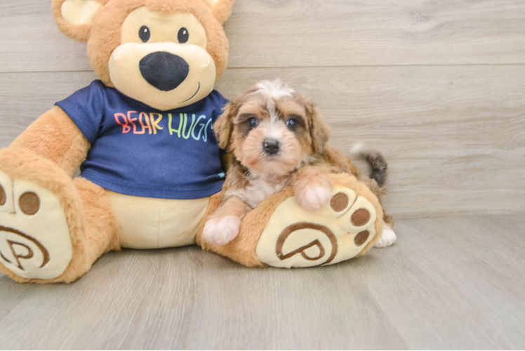 Cute Mini Schnoodle Baby