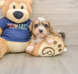 6 week old Mini Schnoodle Puppy For Sale - Premier Pups