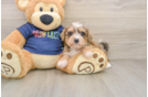 Cute Mini Schnoodle Baby