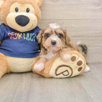 Cute Mini Schnoodle Baby