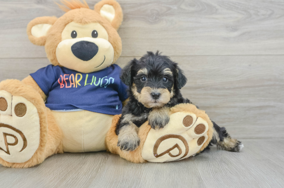 6 week old Mini Schnoodle Puppy For Sale - Premier Pups