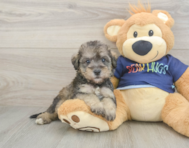 8 week old Mini Schnoodle Puppy For Sale - Premier Pups