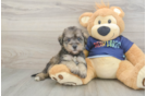 Cute Mini Schnoodle Poodle Mix Pup
