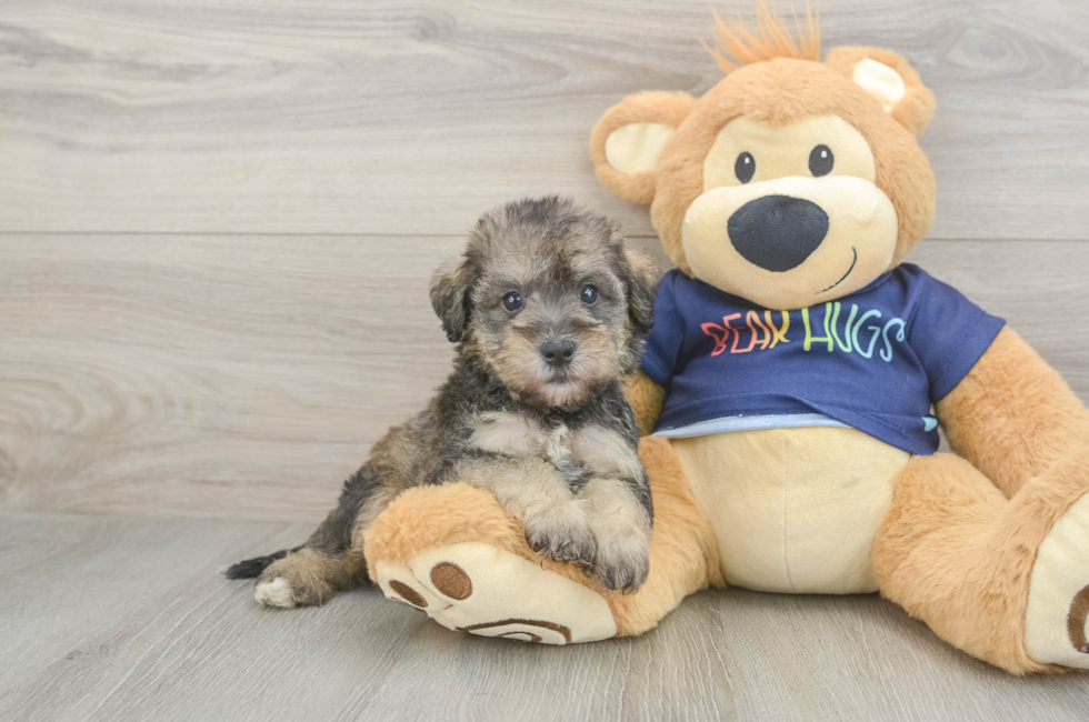 5 week old Mini Schnoodle Puppy For Sale - Premier Pups