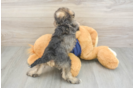 Best Mini Schnoodle Baby