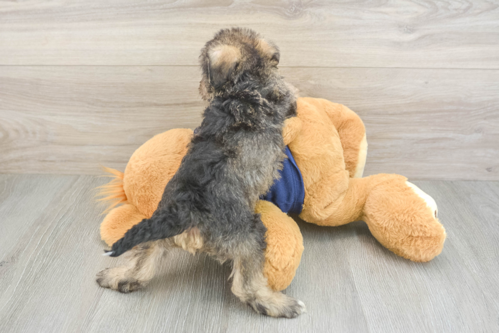 Best Mini Schnoodle Baby