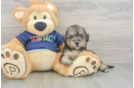Cute Mini Schnoodle Poodle Mix Puppy
