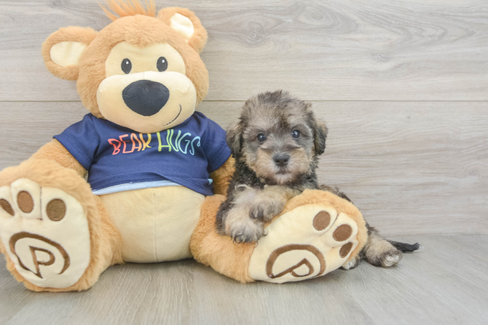 Cute Mini Schnoodle Poodle Mix Puppy