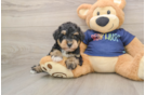 Mini Schnoodle Puppy for Adoption