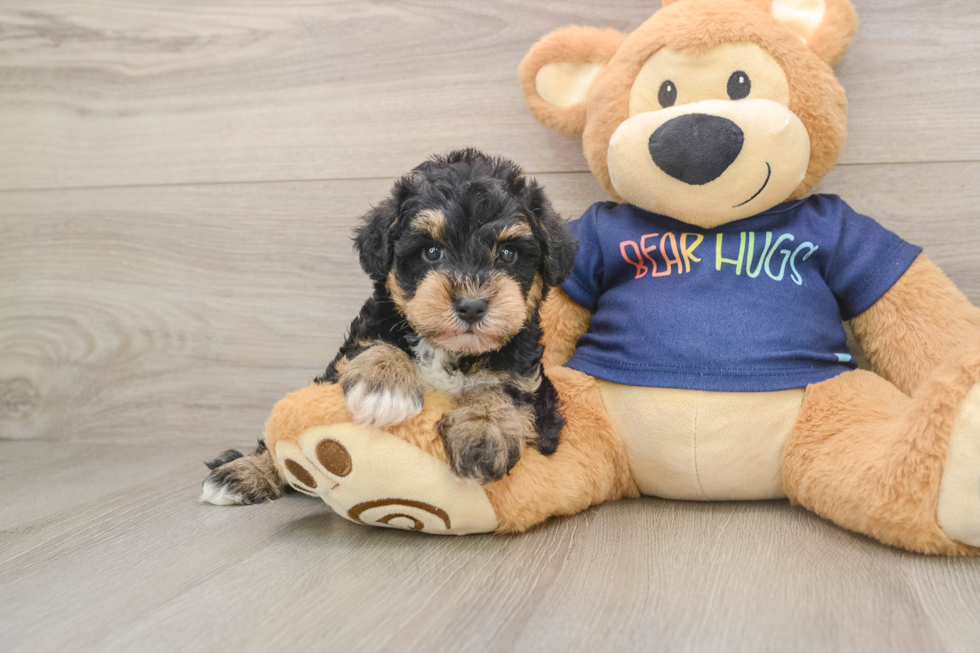 Mini Schnoodle Puppy for Adoption