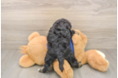 Mini Schnoodle Pup Being Cute