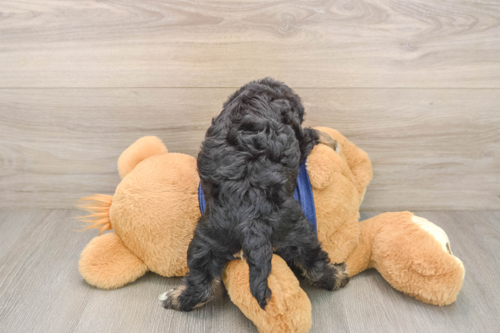 Mini Schnoodle Pup Being Cute