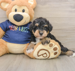 6 week old Mini Schnoodle Puppy For Sale - Premier Pups
