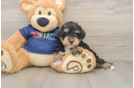 Cute Mini Schnoodle Poodle Mix Pup