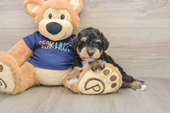 Cute Mini Schnoodle Poodle Mix Pup