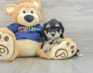 6 week old Mini Schnoodle Puppy For Sale - Premier Pups