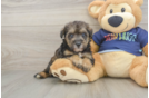 Cute Mini Schnoodle Poodle Mix Puppy