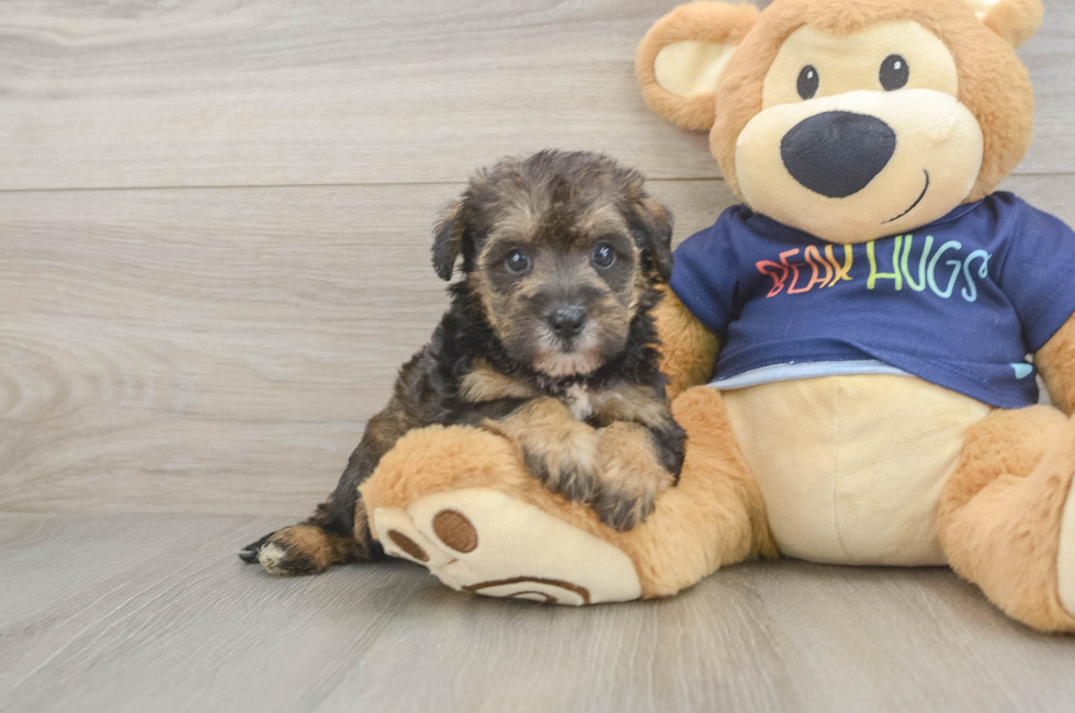 5 week old Mini Schnoodle Puppy For Sale - Premier Pups