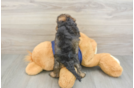 Cute Mini Schnoodle Baby