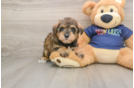 Cute Mini Schnoodle Poodle Mix Pup