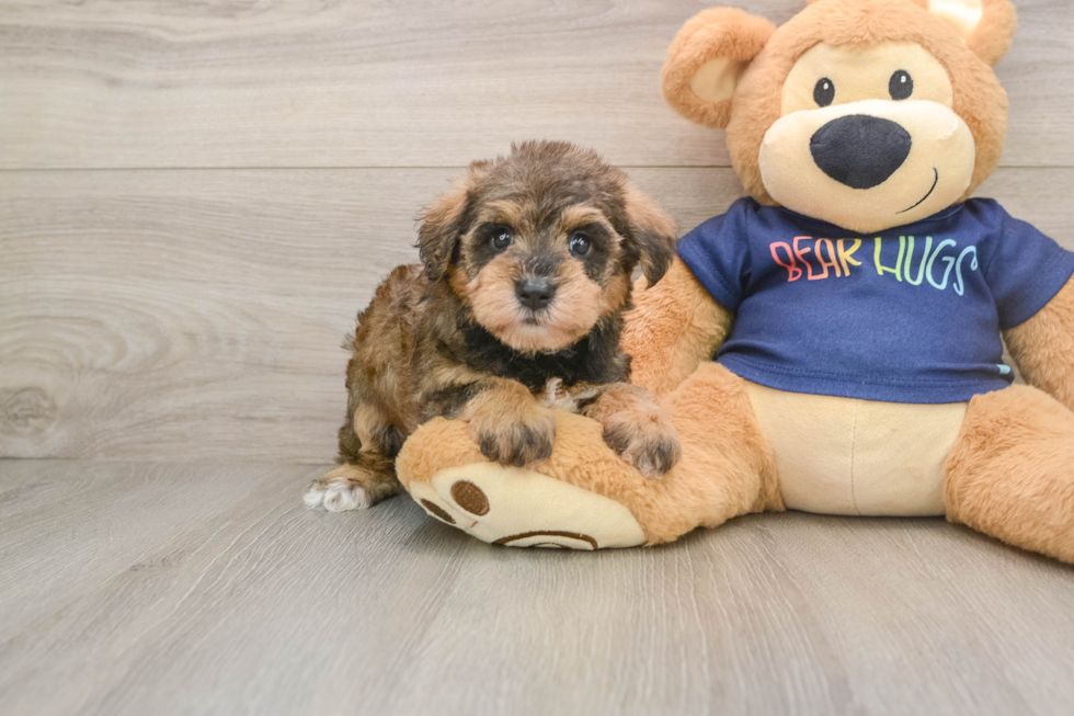 Cute Mini Schnoodle Poodle Mix Pup