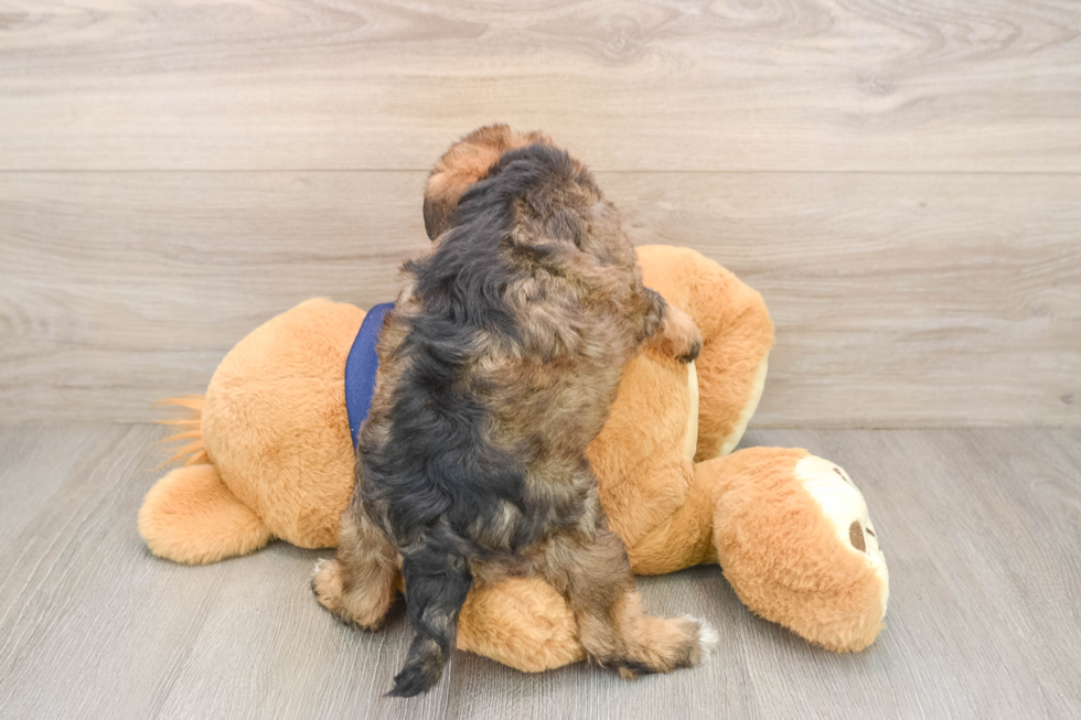 Cute Schnauzer Doodle Poodle Mix Puppy