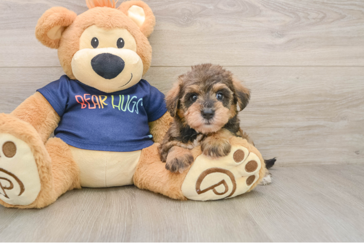 Best Mini Schnoodle Baby